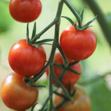 Gardener's Delight