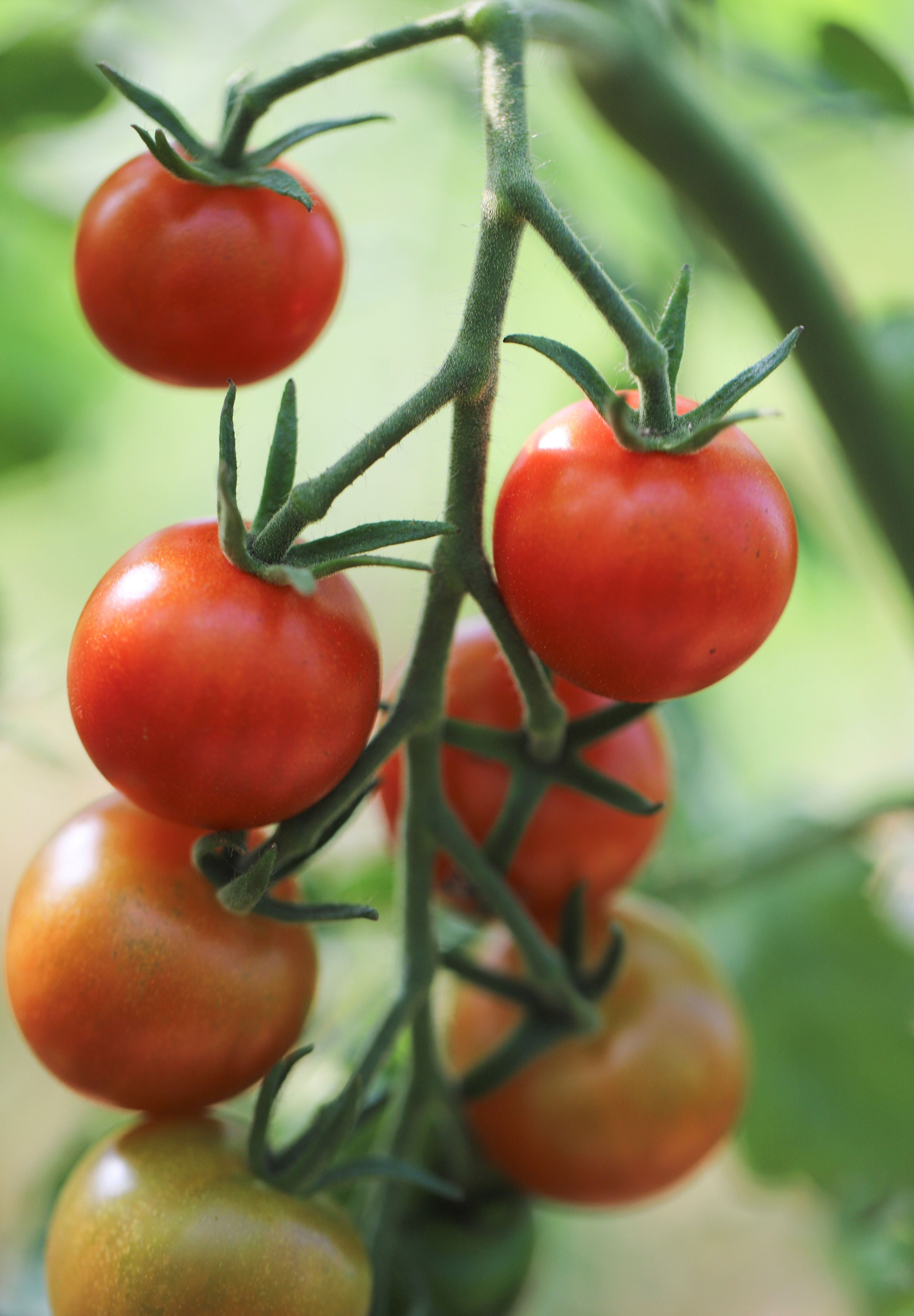 Gardener's Delight