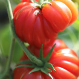 Costoluto Genovese