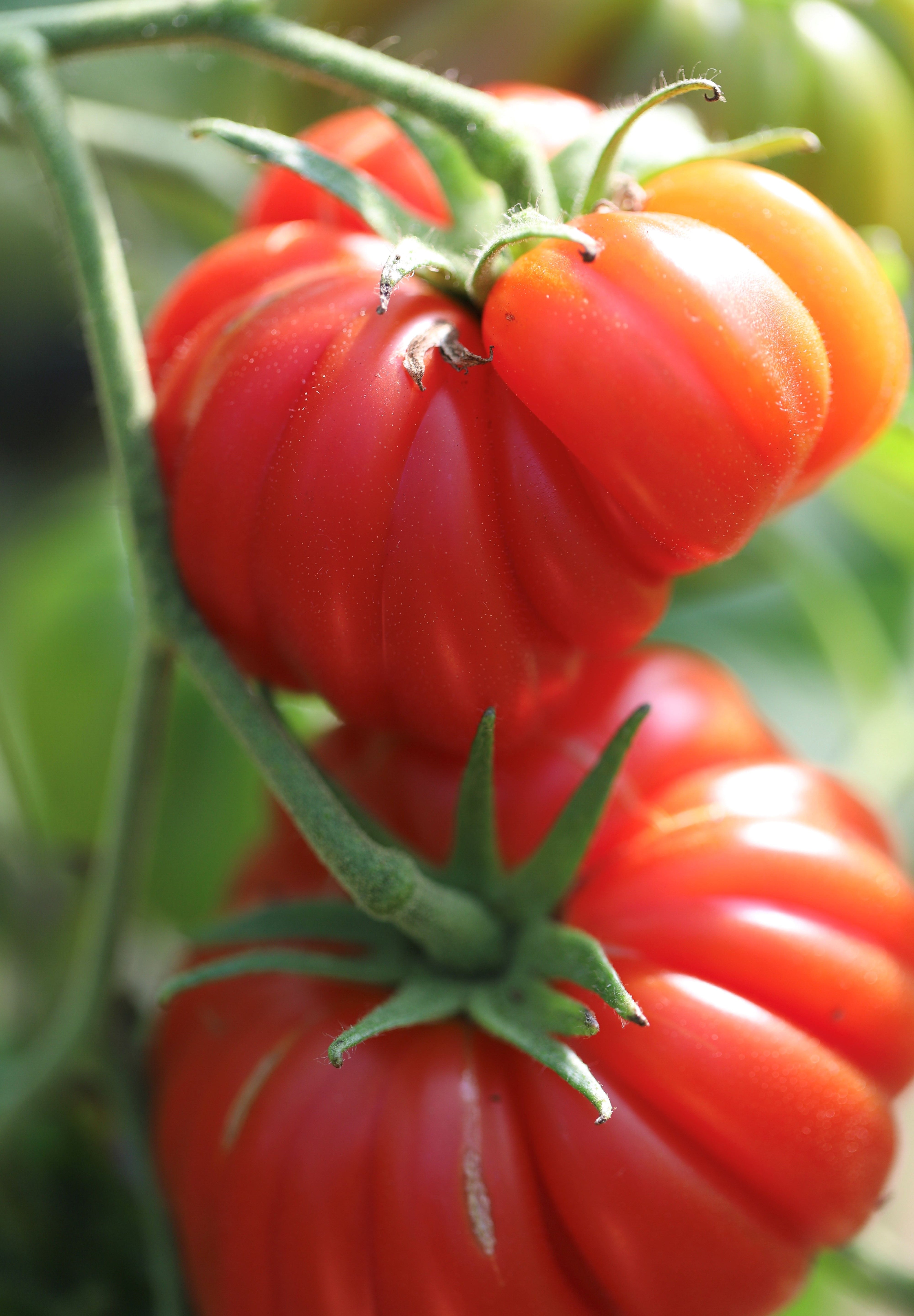 Costoluto Genovese