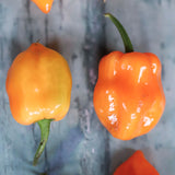 Habanero Orange, økologiske chilifrø