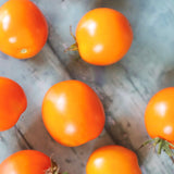 Ida Gold, økologiske tomatfrø