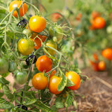 Ida Gold, økologiske tomatfrø