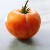 Orange Russian 177, økologiske tomatfrø