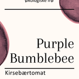Purple Bumblebee, økologiske tomatfrø