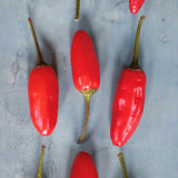 Sibirsk Chili, økologiske chilifrø