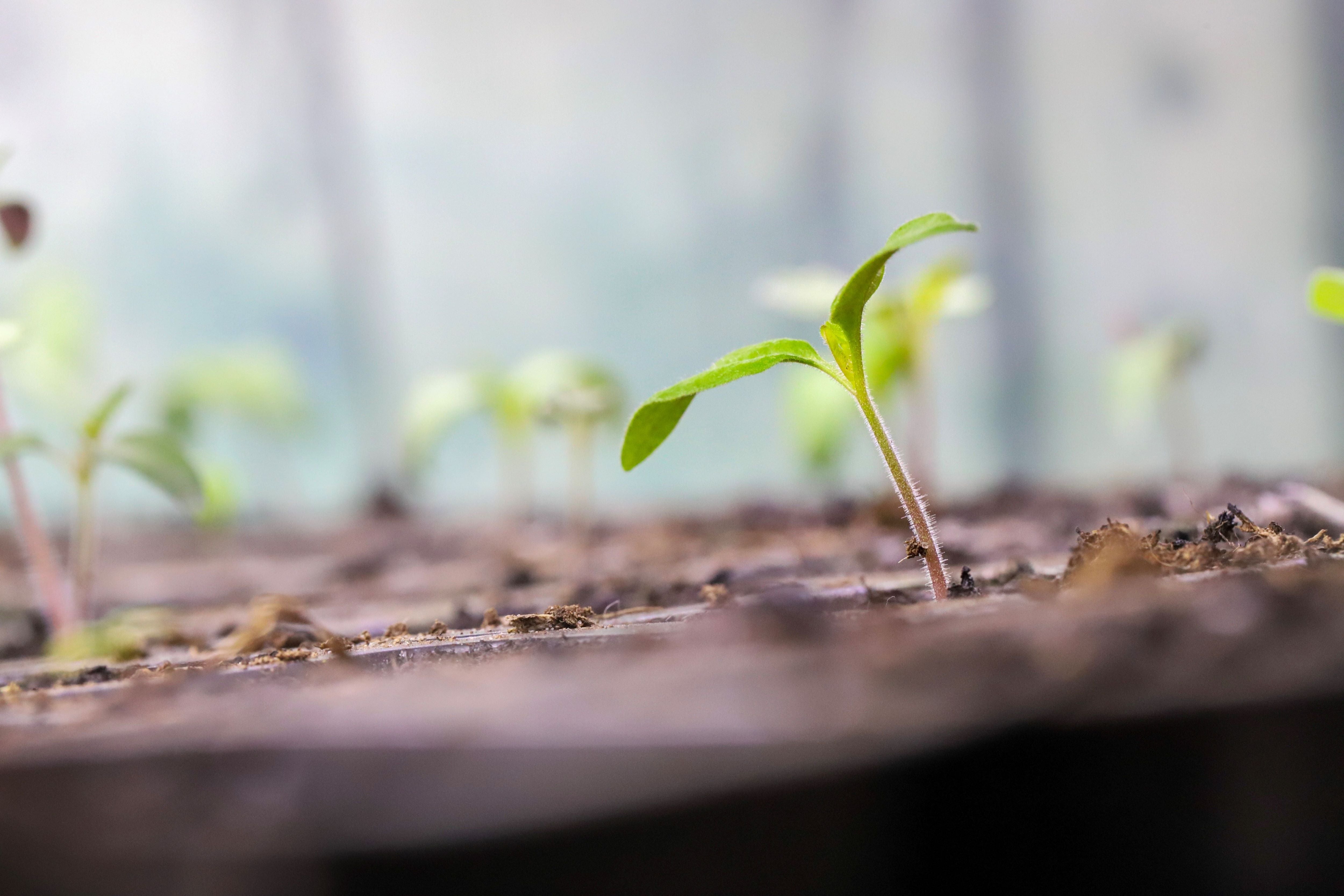 Tomattips: Når bør jeg så tomater?