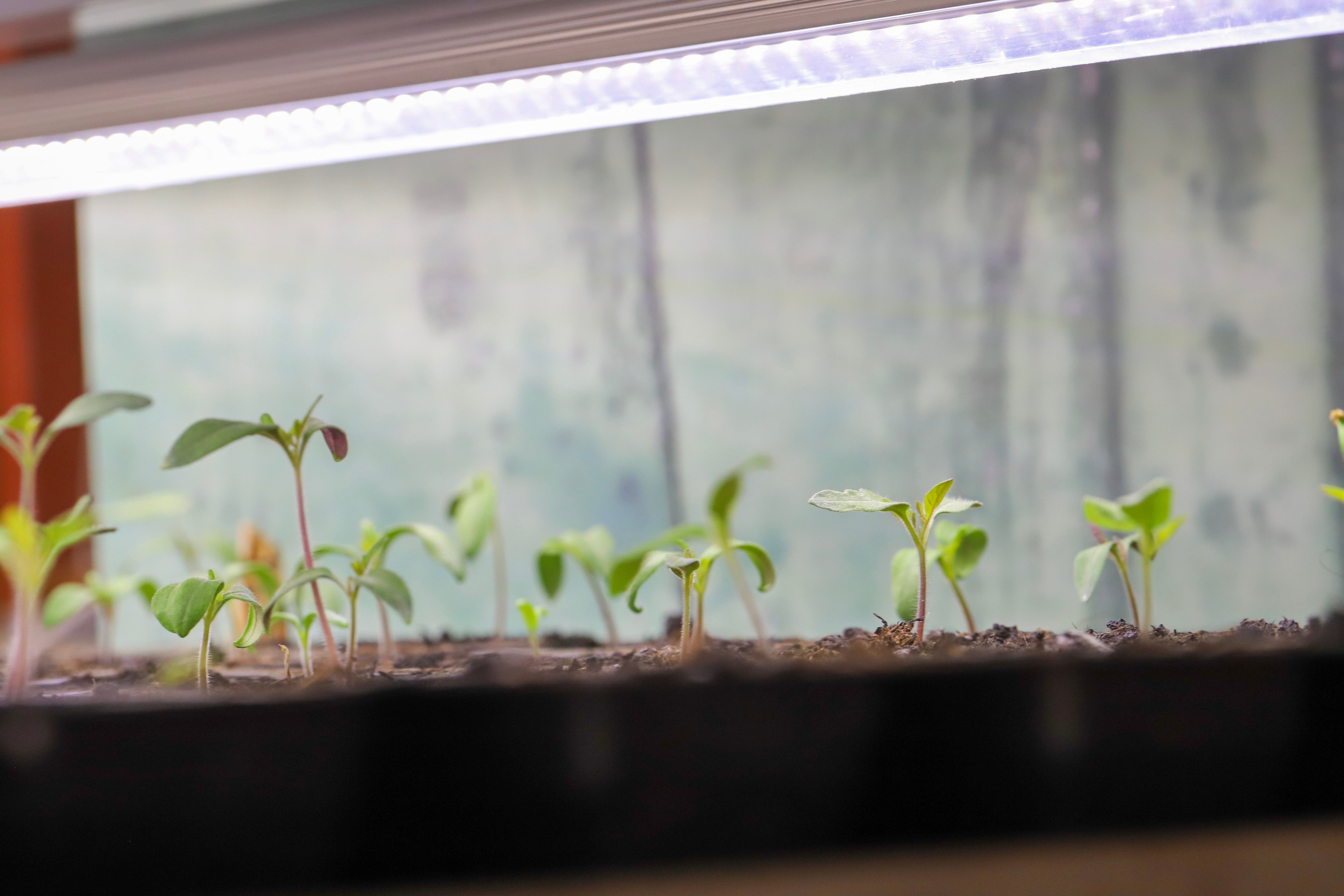 Alt du trenger å vite om vekstlys