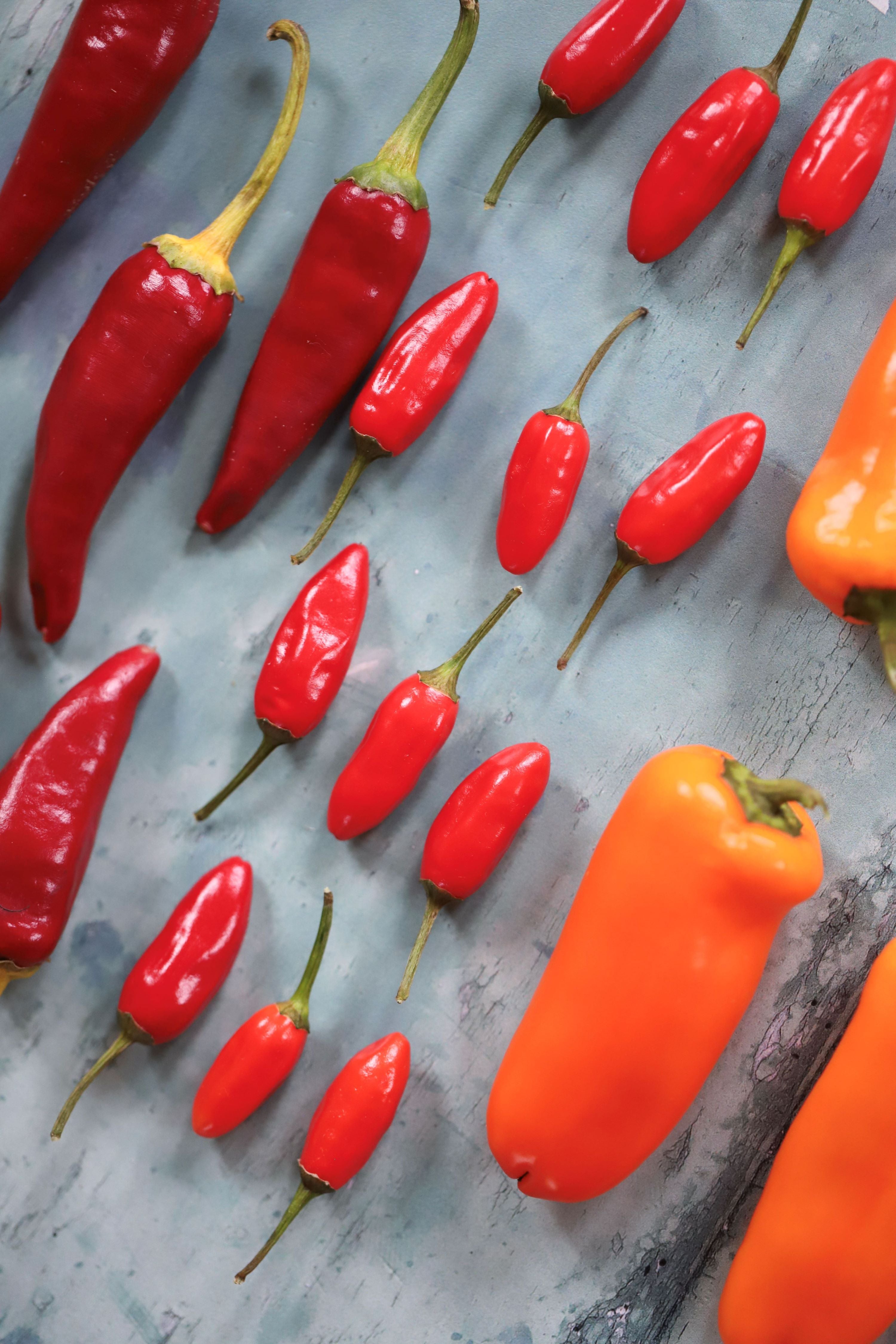 Såing og forkultivering av chili og paprika