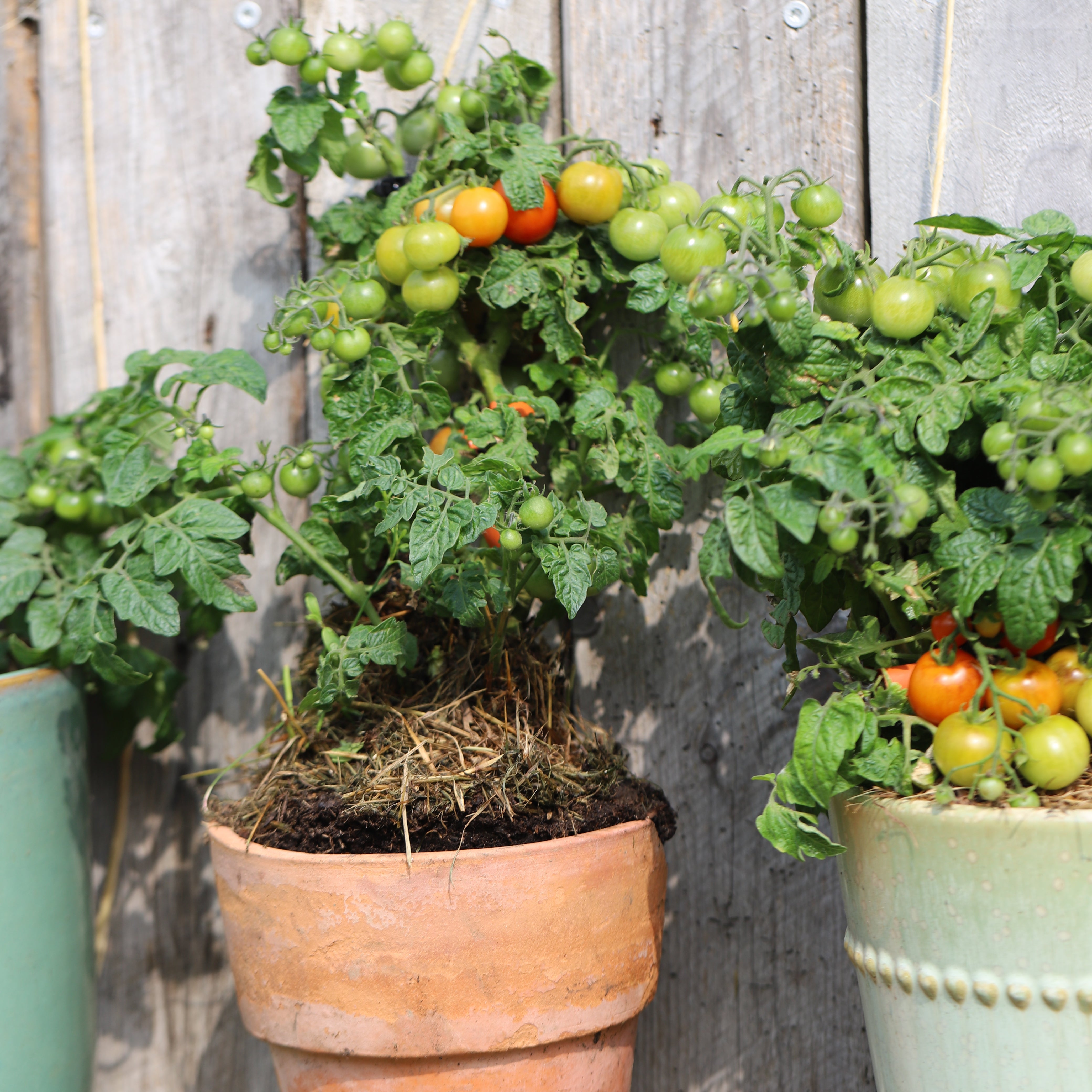 Tomatportrett: Lille Lise