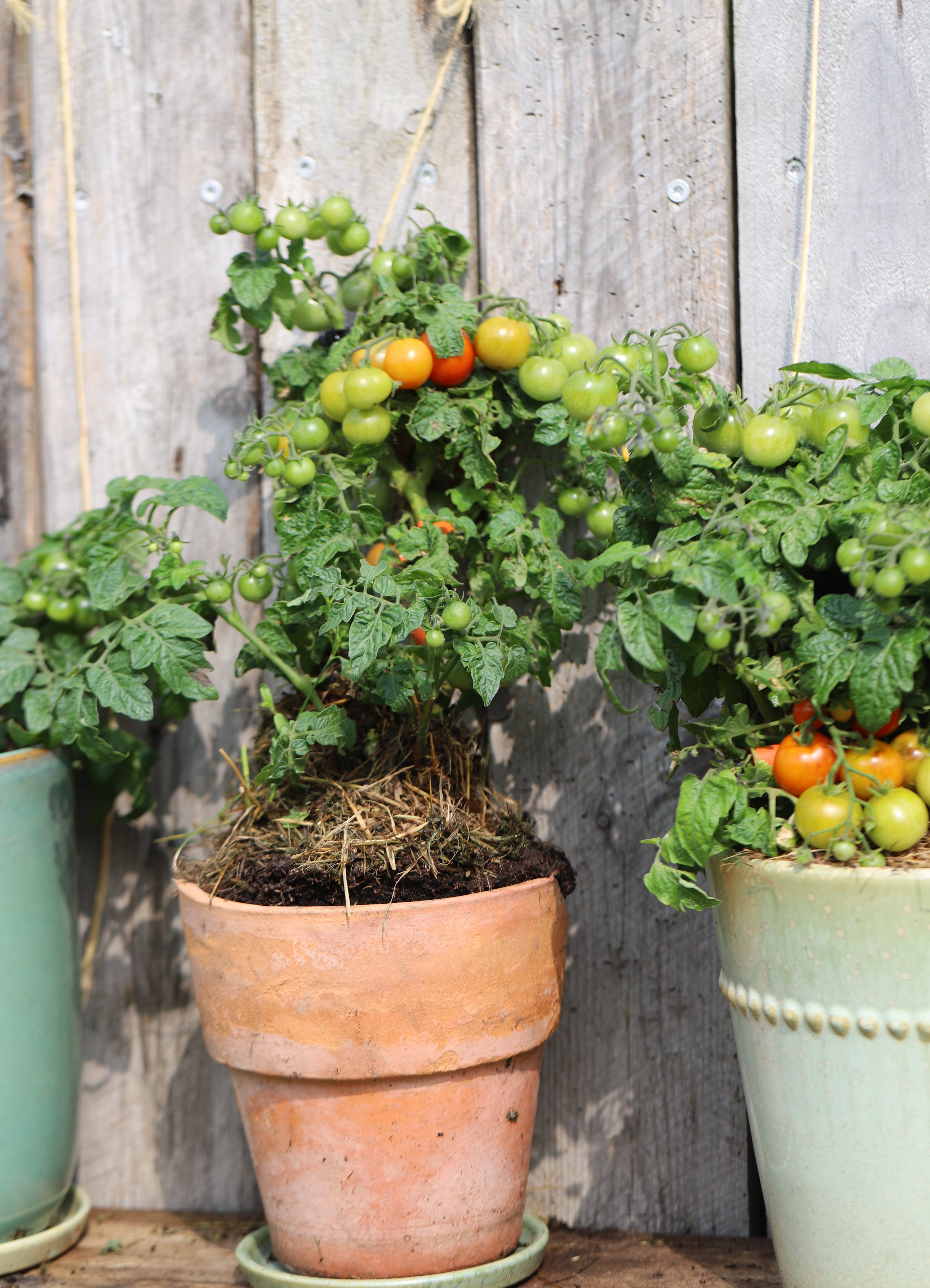 Tomatportrett: Lille Lise