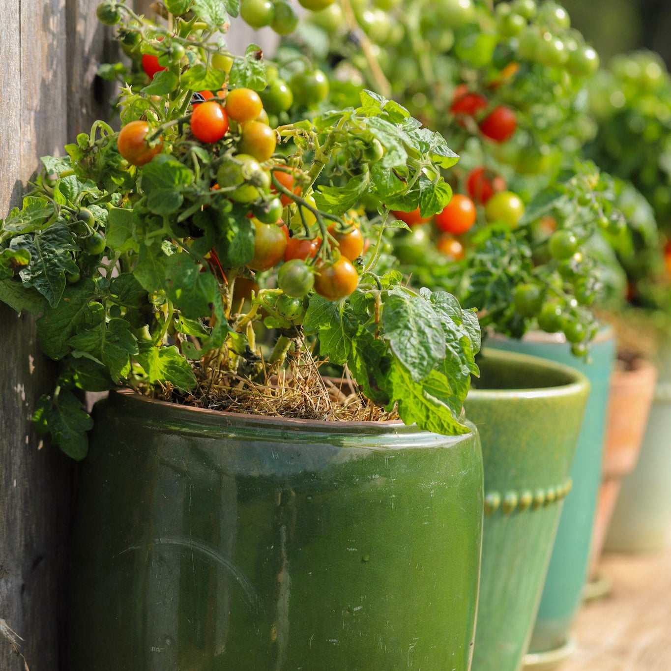 Krukketomater: tomater egnet for dyrking i potter