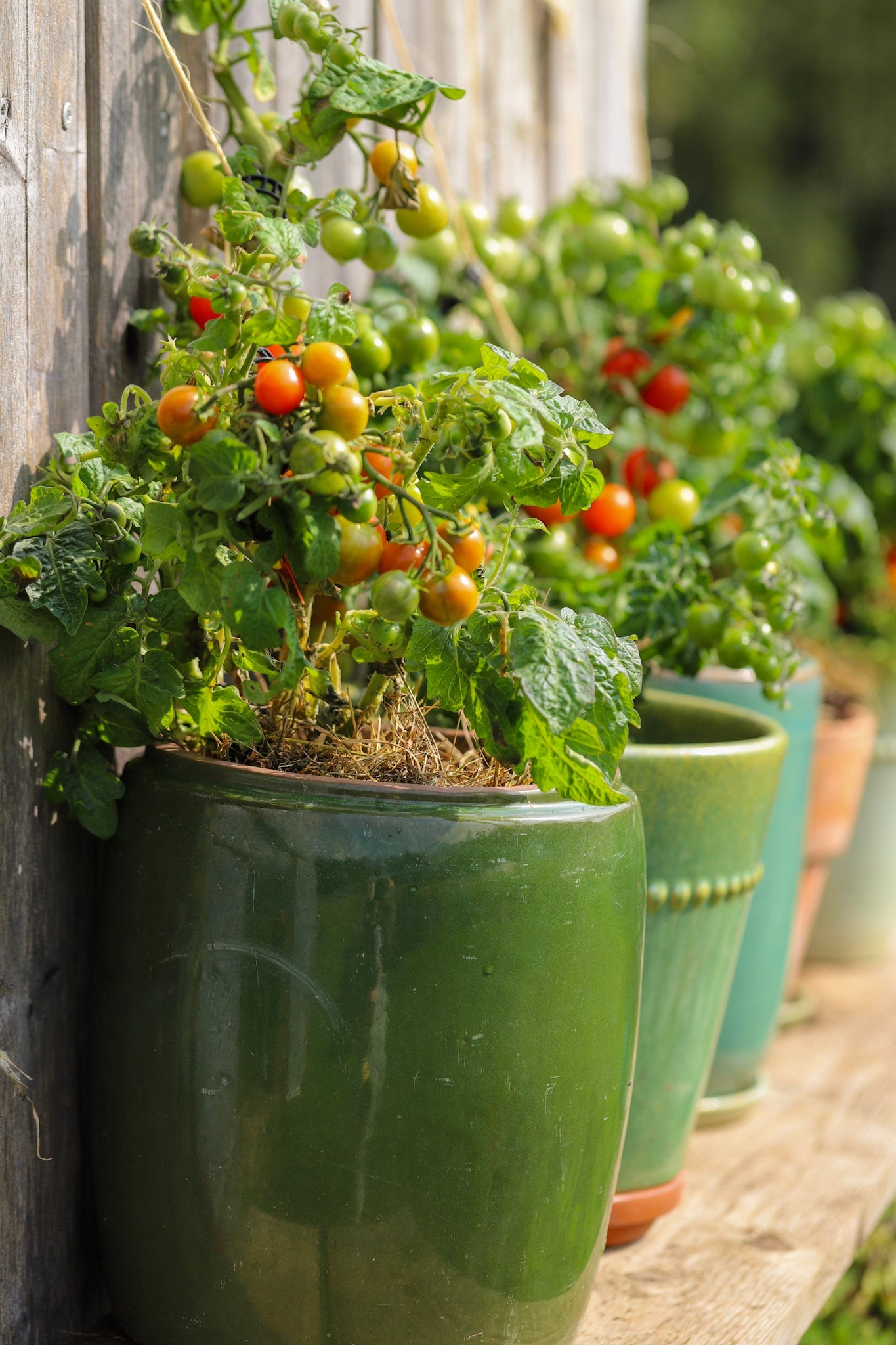 Krukketomater: tomater egnet for dyrking i potter