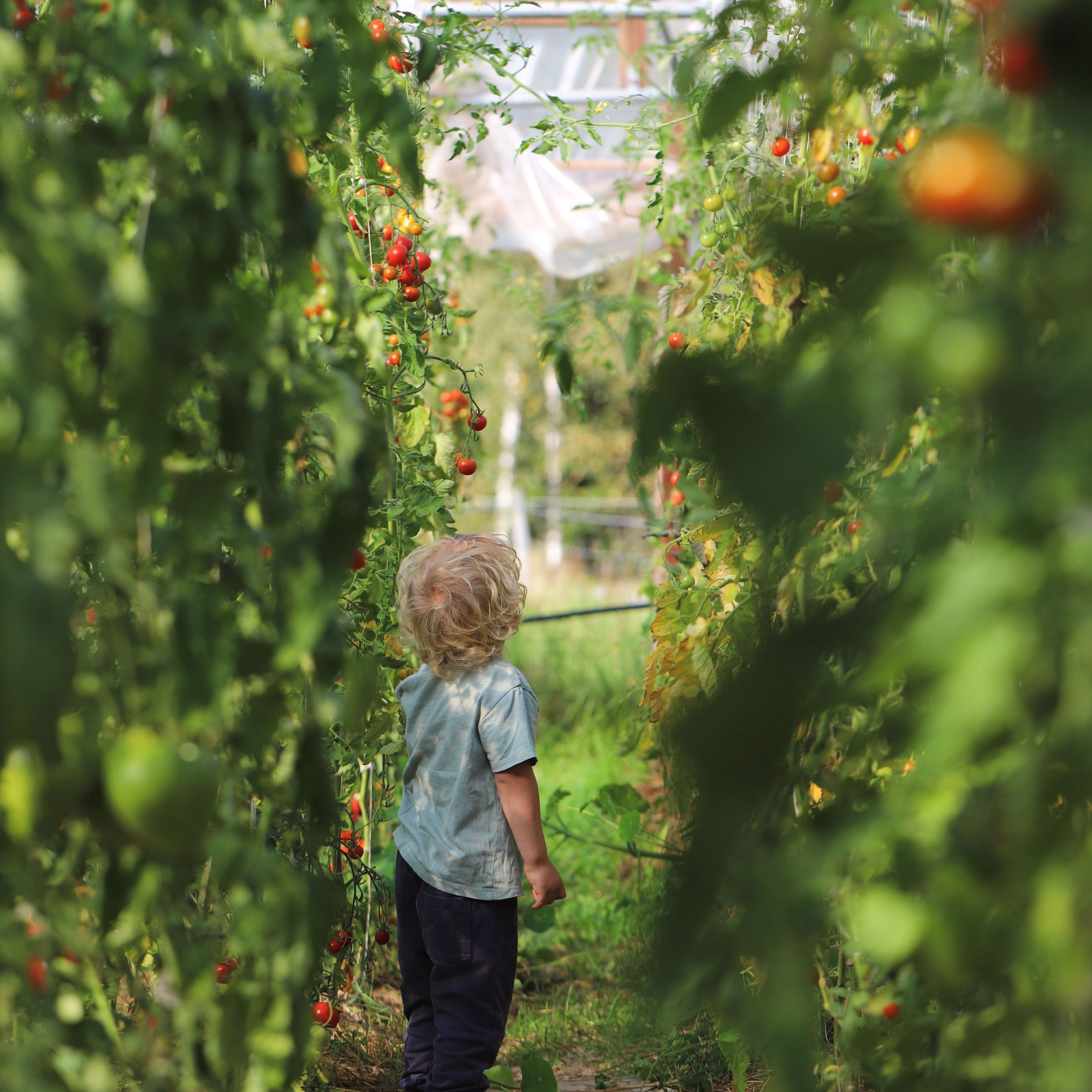 Tomattips: Tips til valg av sort