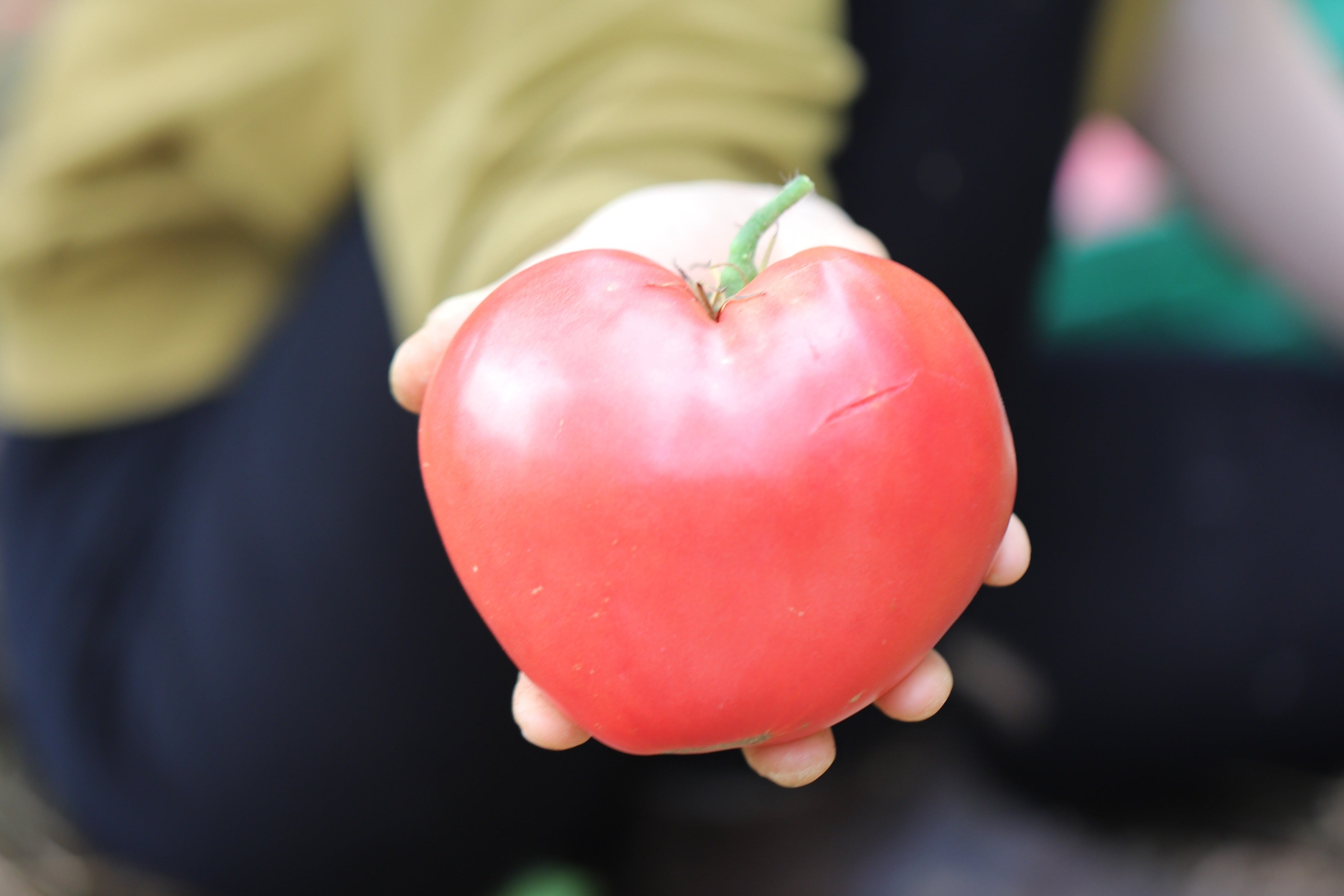 Om vår frøproduksjon
