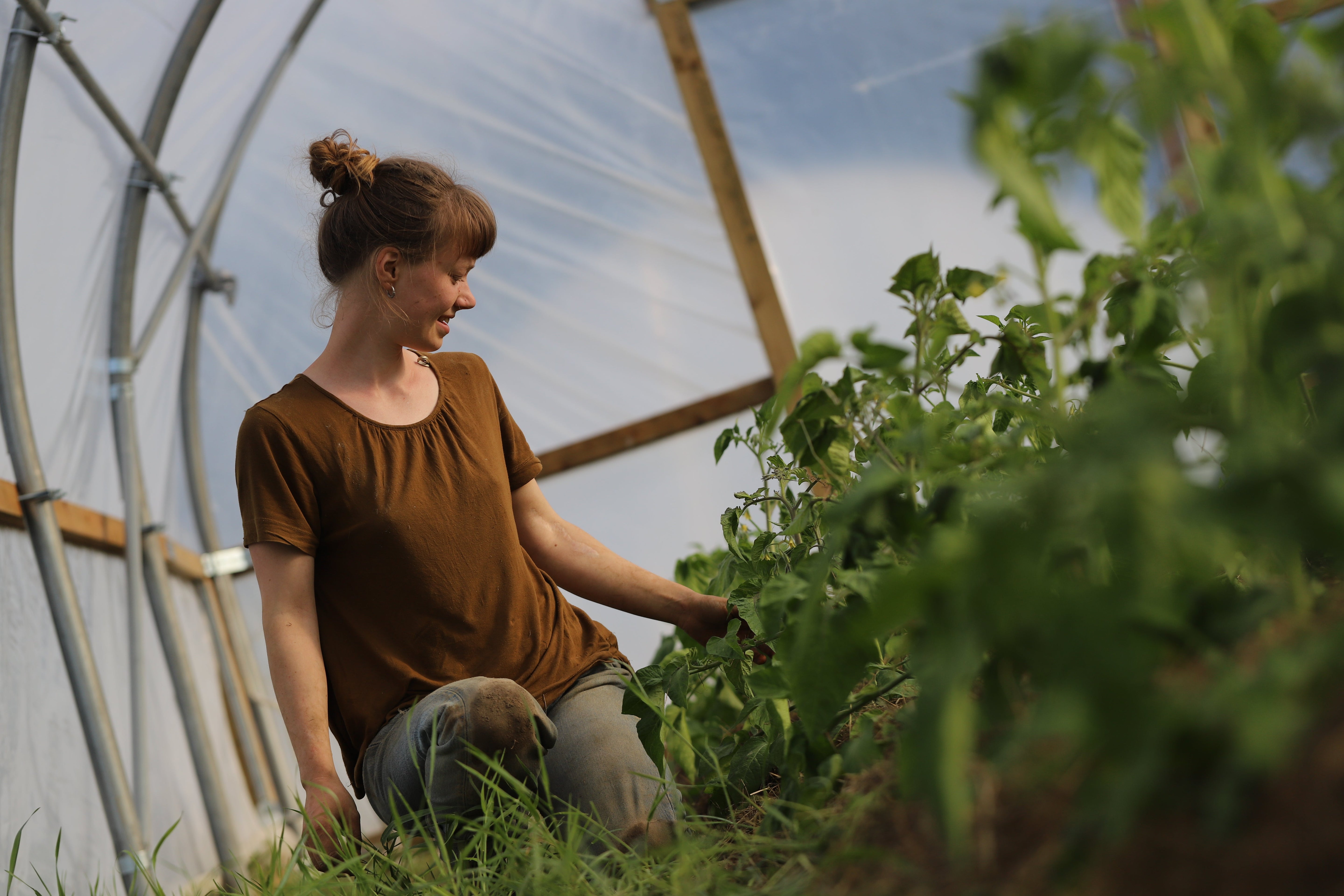 Utplanting av tomater – våre beste tips