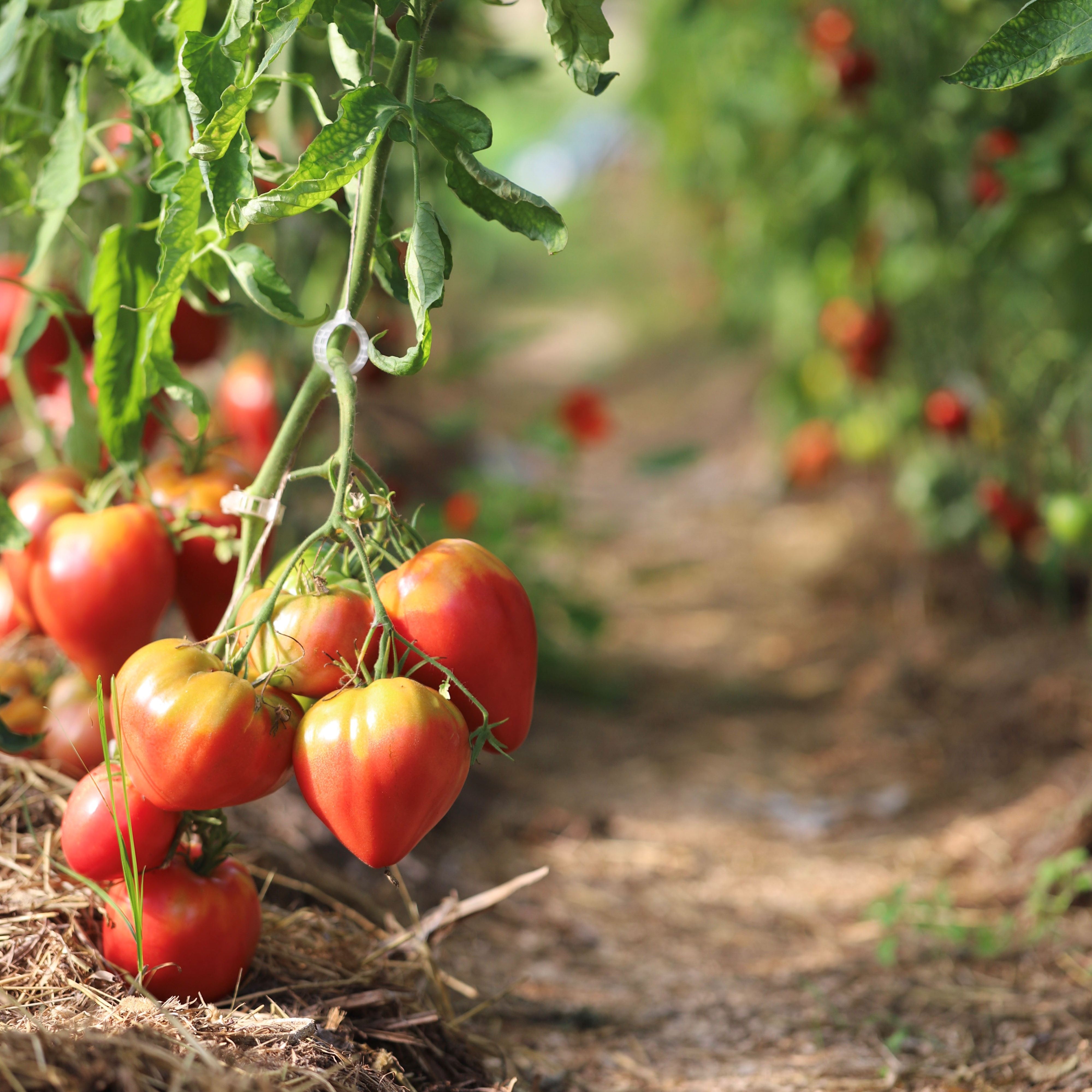 Indeterminert vekstform (høye sorter)