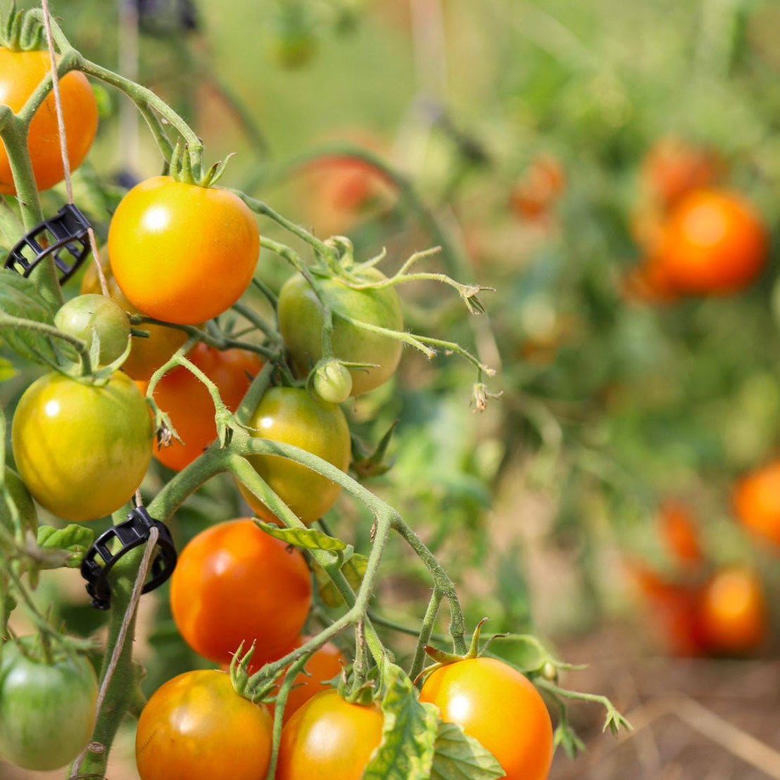 Determinert vekstform (lave sorter)