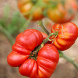 1884, økologiske tomatfrø