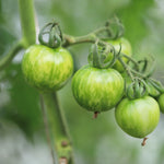 Green Zebra