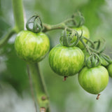Green Zebra