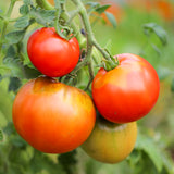 Abraham Lincoln, økologiske tomatfrø