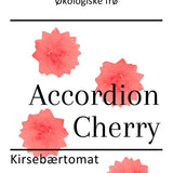 Accordion Cherry, økologiske tomatfrø