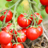 Arkansas Traveler, økologiske tomatfrø