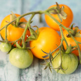 Ansofs Gule/Tante Cis, økologiske tomatfrø
