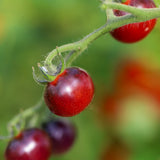 Antho Violettrot, økologiske tomatfrø
