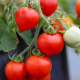Baby, økologiske tomatfrø