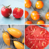 Frøpakke: 4 tidlige tomatsorter for friland og veksthus, økologiske tomatfrø