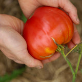 Big Valentine Dwarf, økologiske tomatfrø
