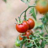 Black Cherry Zebra, økologiske tomatfrø