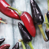 Black Jalapeno, økologiske chilifrø