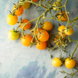 Blondköpfchen, økologiske tomatfrø