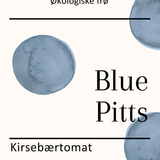 Blue Pitts, økologiske tomatfrø