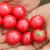 Bonsai, økologiske tomatfrø