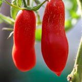 Bowling Pin, økologiske tomatfrø