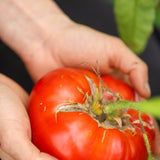 Brandywine OTV, økologiske tomatfrø