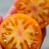 Dwarf Caitydid, økologiske tomatfrø