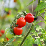 Camp Joy, økologiske tomatfrø