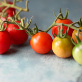 Camp Joy, økologiske tomatfrø