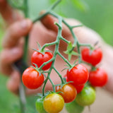Cherrio, økologiske tomatfrø