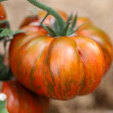 Chocolate Stripes, økologiske tomatfrø
