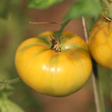 Dagma's Perfection, økologiske tomatfrø