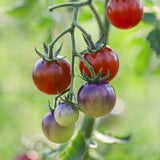 Dancing with Smurfs, økologiske tomatfrø