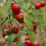 Darling Bush Tomato, økologiske tomatfrø