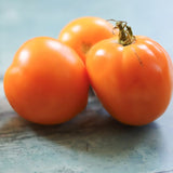 Dina, økologiske tomatfrø