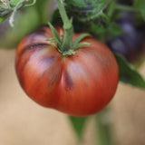 Dirty Curty, økologiske tomatfrø